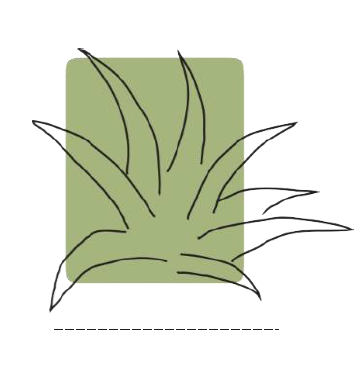 decoloracion con aloe vera